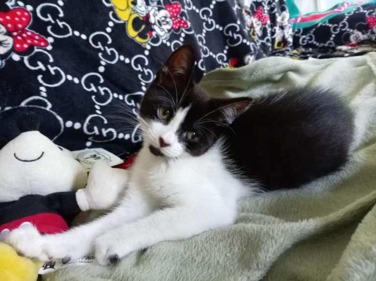 Female kitten 