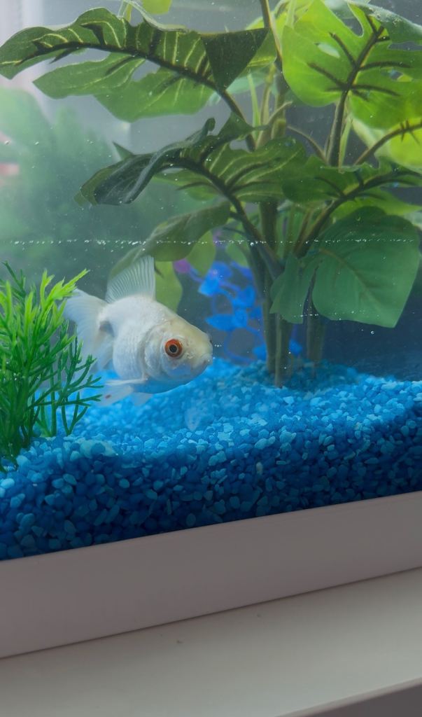 Goldfish looking for a new home 