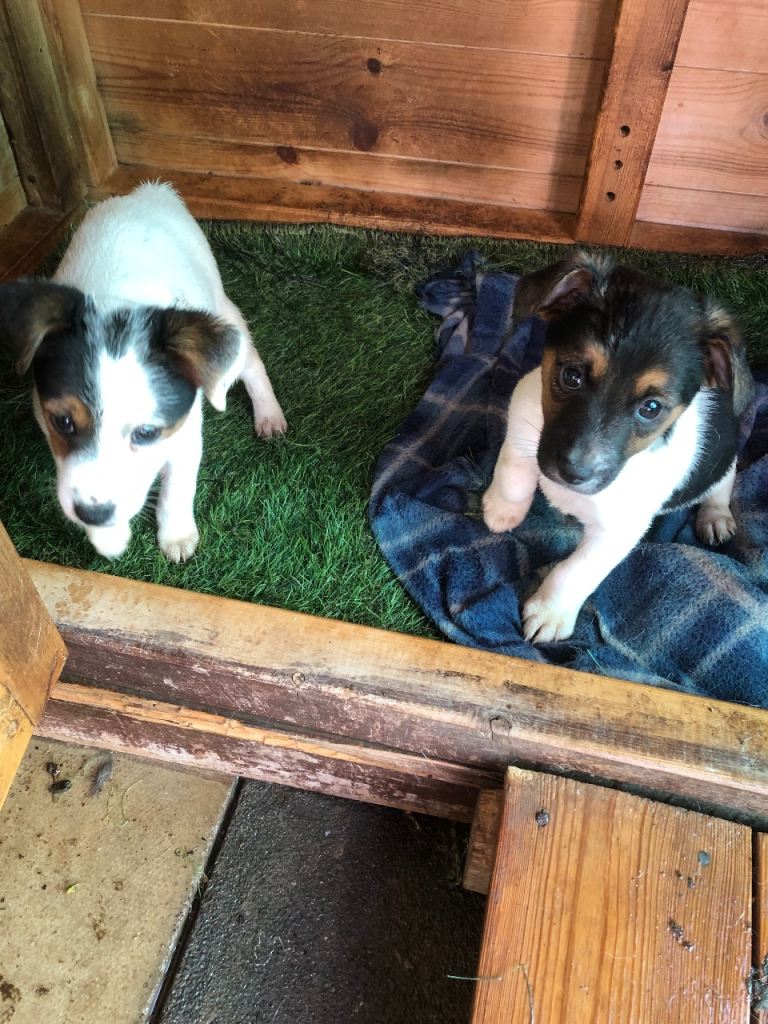 2 jack russell puppies 