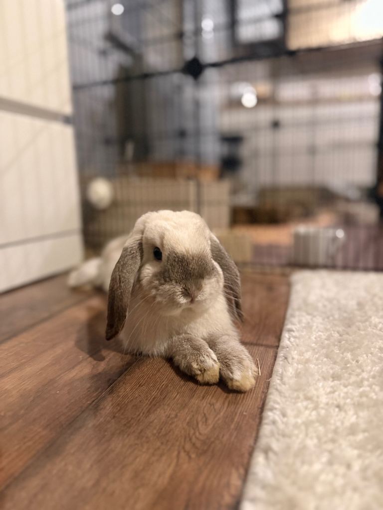 Adorable Holland lop Male vaccinated 