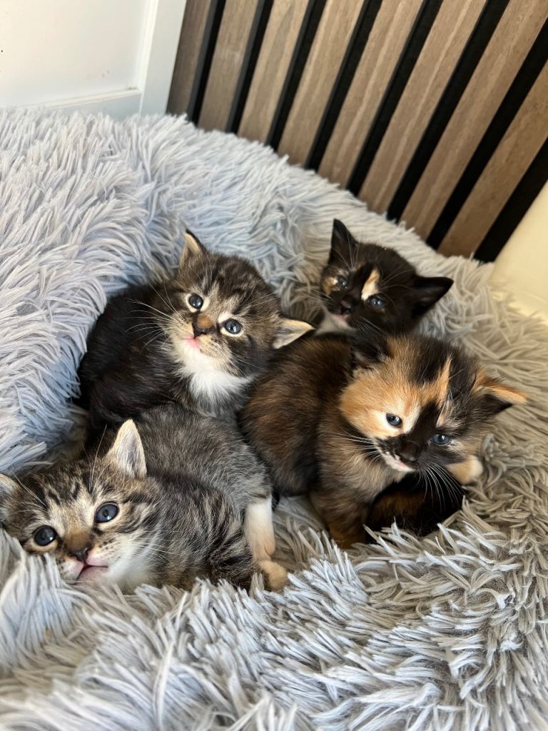 Kittens