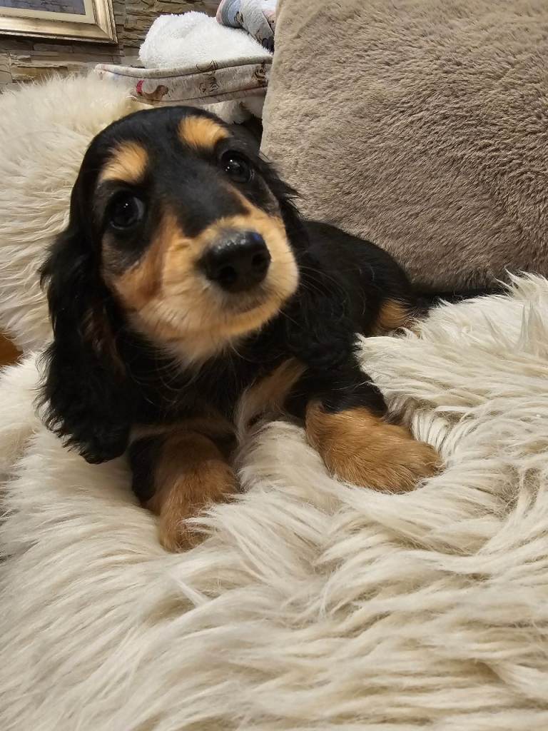 Longhaired miniature dachshunds