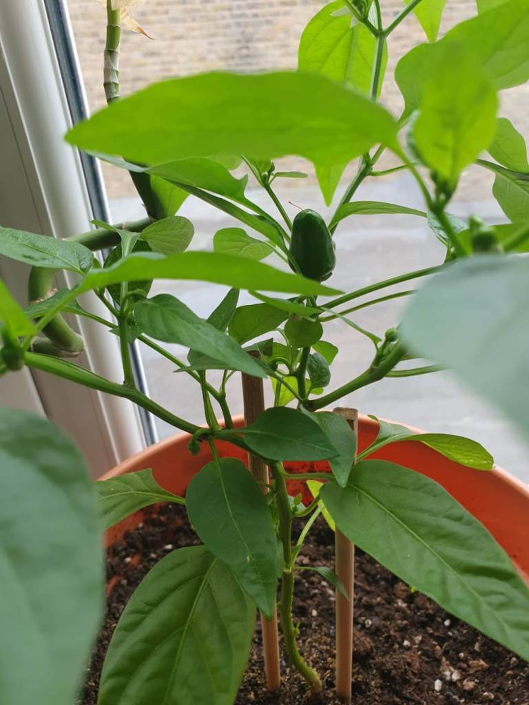 HP Deskjet Plus 4100