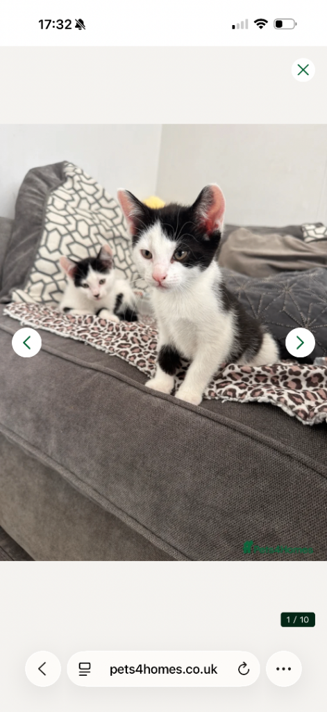 3 gorgeous female kittens 