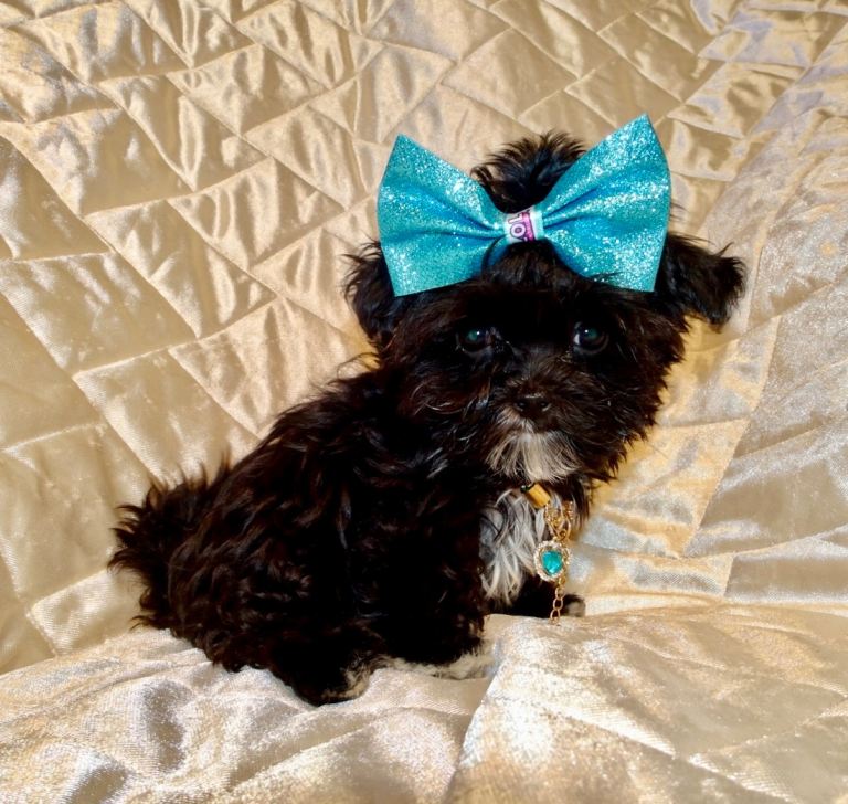 ***XXXXXXXS Ultra Rare Micro Black White Tiny F1 Maltese X Toy Poodle Maltipoo Puppy 5 months old***