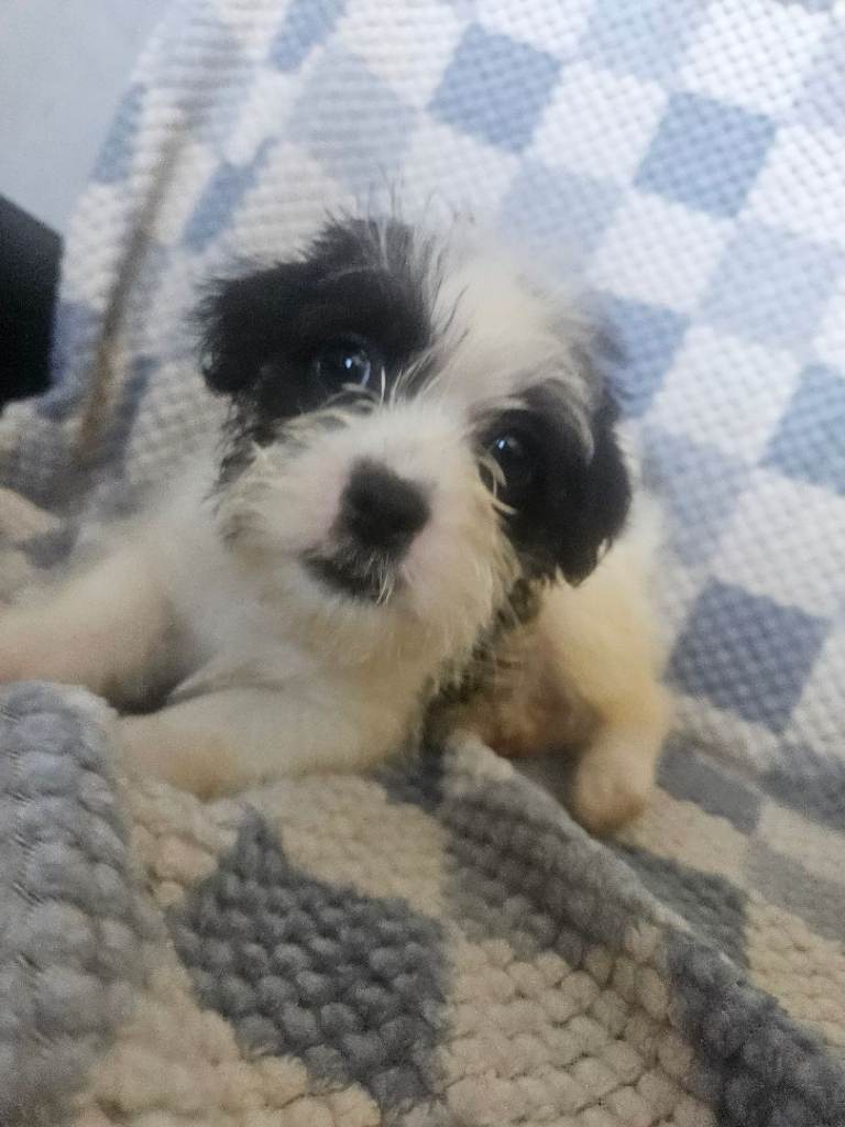 Adorable Westie x Shih Tzu
