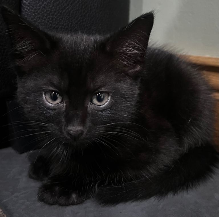 Kittens for sale 