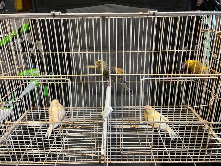 canaries