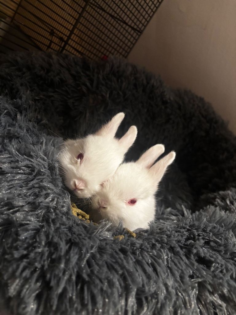 2 baby bunnys 