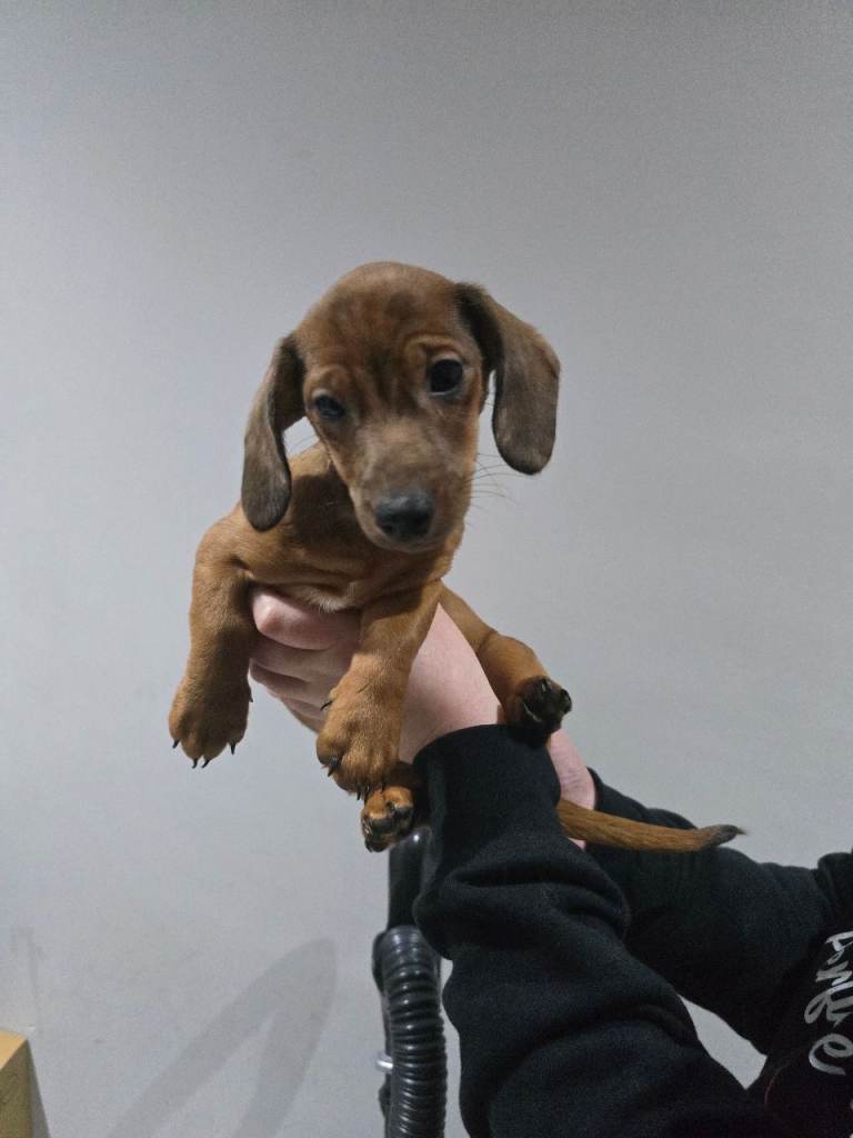Dachshund puppies