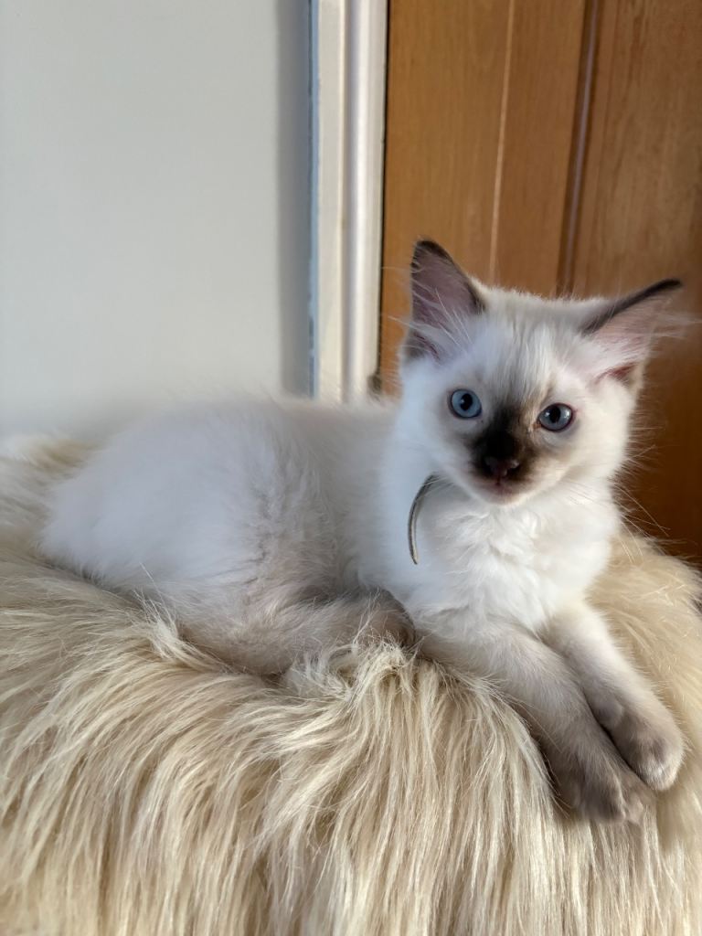 Male Ragdoll Kitten 