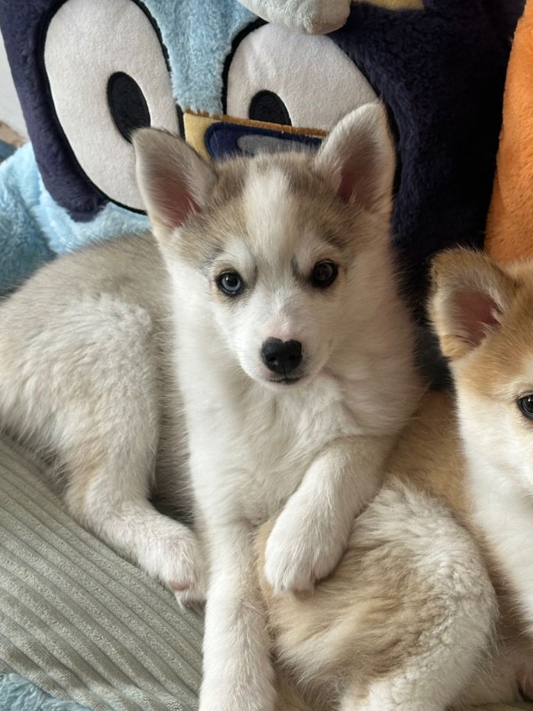 Last 2 F3 Pomsky Puppies with perfect Husky markings
