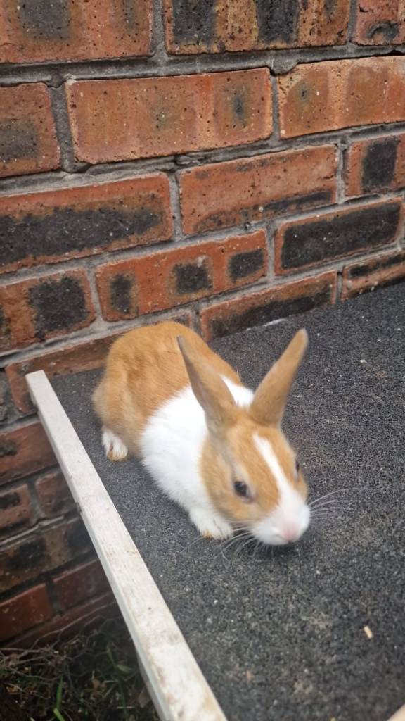 Dutch rabbits 