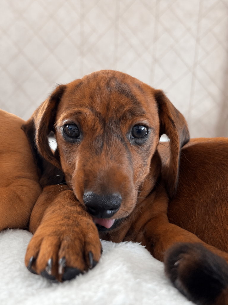 READY NOW** 1 boys left* Beautiful pedigree KC miniature dachshund male puppies