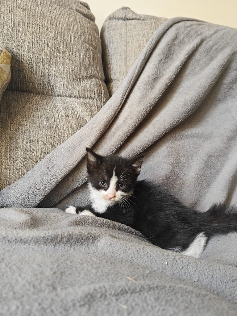Adorable Kittens Register interest 