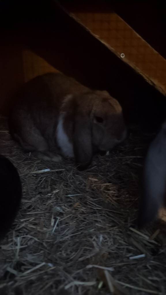 2 lovely male mini lops needing a new home ✨