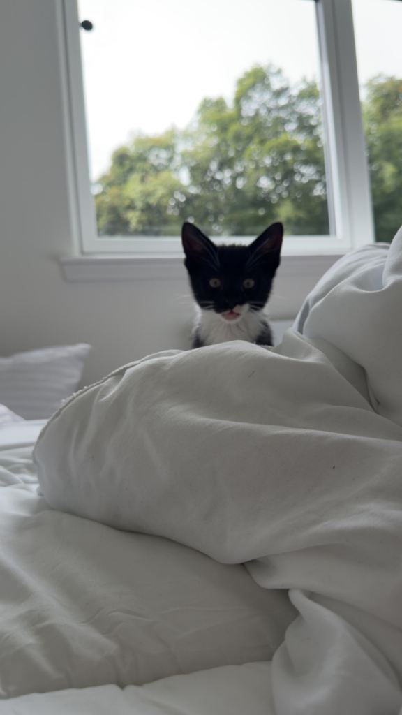 Kitten 