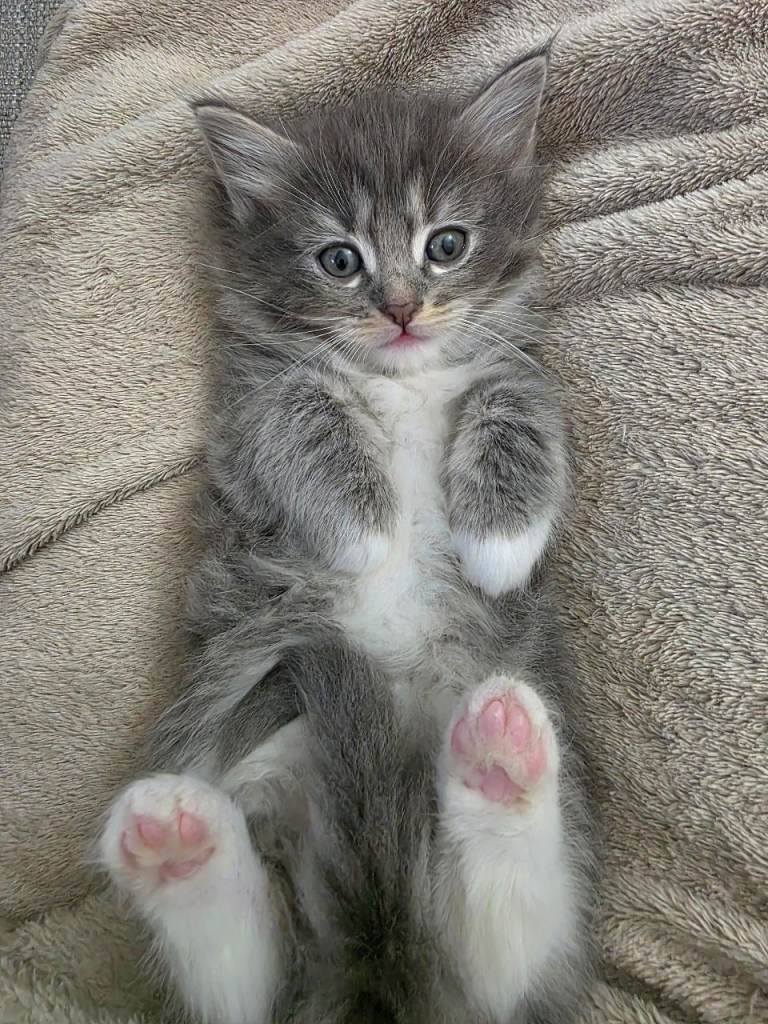 Stunning Fluffy Grey Ragdoll Cross Kitten – £575 – Glasgow