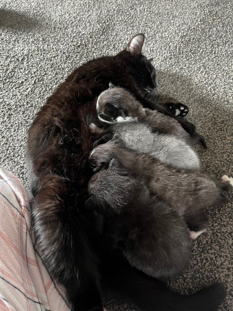 4 Chaotic Kitttens 
