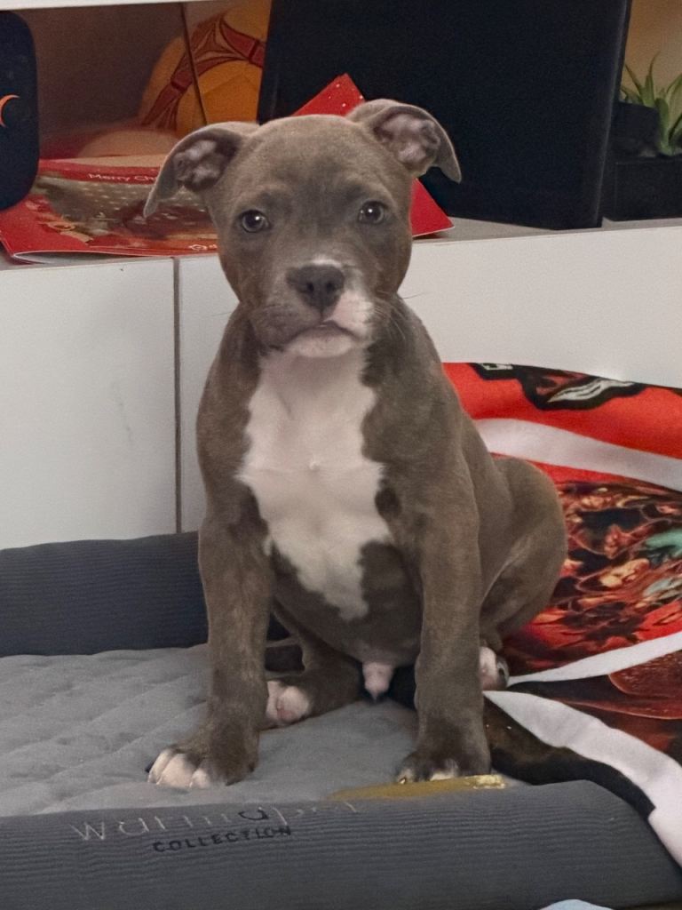 Staffordshire bull terrier puppy male 11 weeks old
