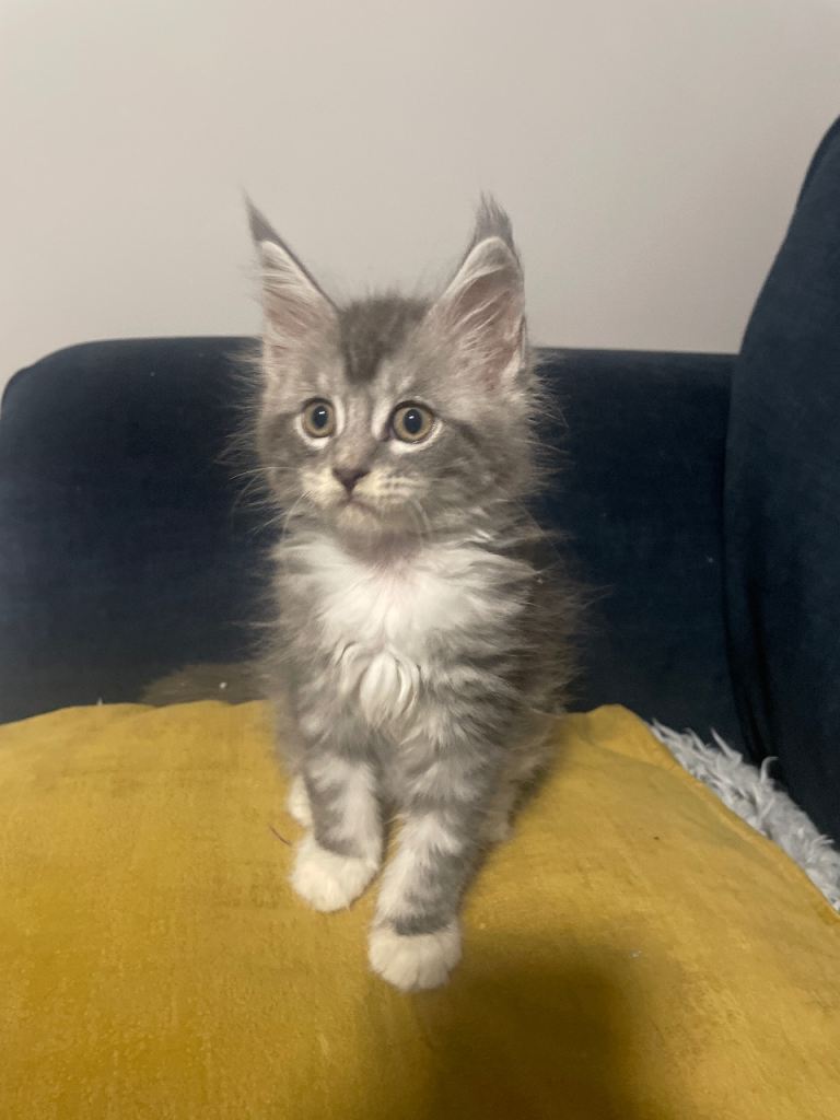 Stunning Maine Coon Kittens | in Newry, County Down | Gumtree