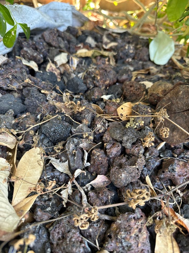 Free Lava Stones - Perfect for drainage in planters…