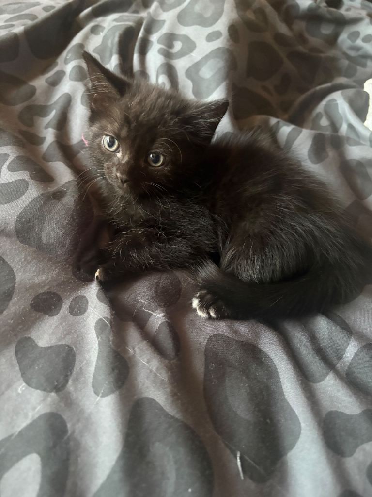 🐾 GORGEOUS FRIENDLY KITTENS LOOKING FOR THEIR FOREVER HOMES 🐾