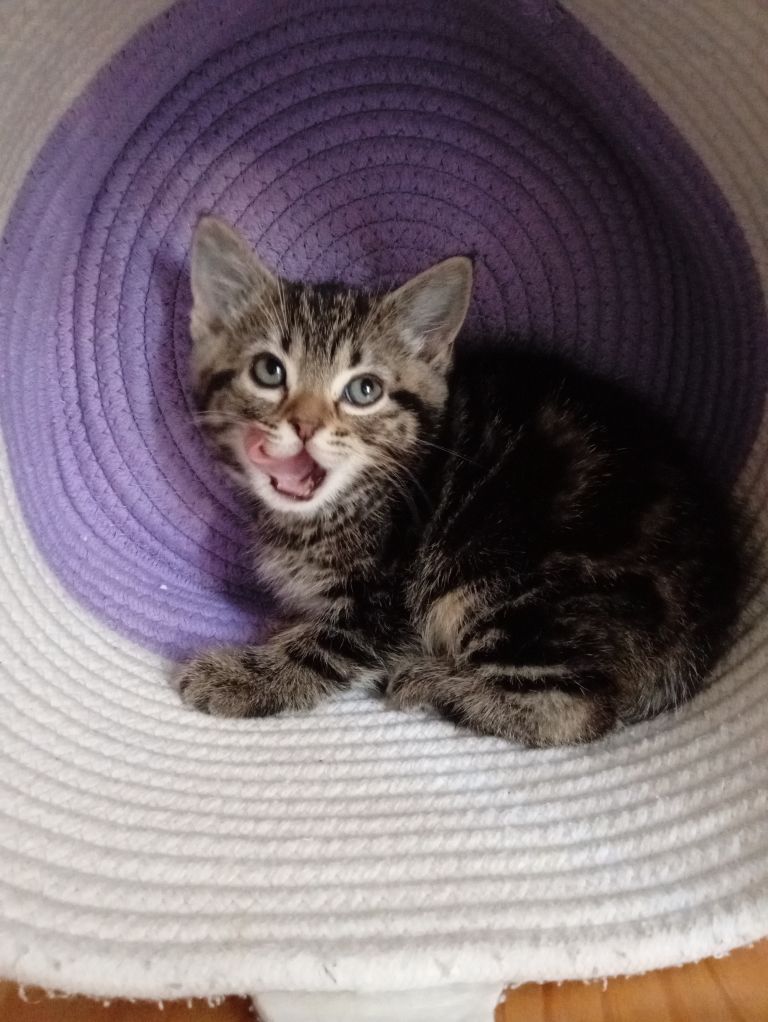 female kittens for sale 