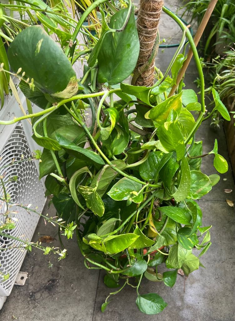 In door money plat Advil of every air purifying plant