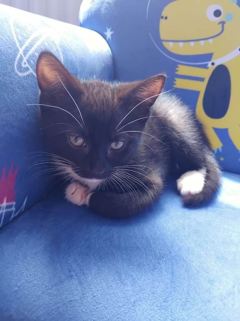  mix bred kitten 2months 1 week