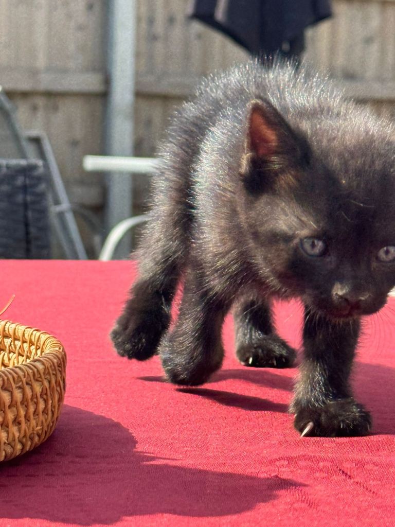 Two Male Kittens for Sale