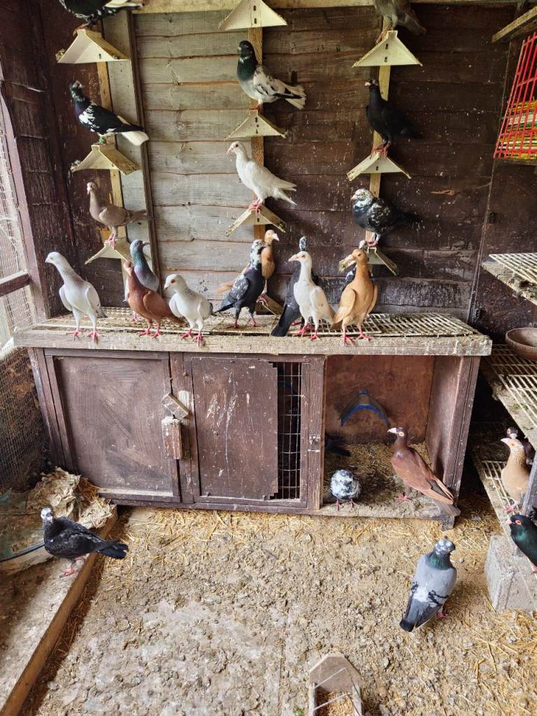 syrian and turkish  fancy pigeons 