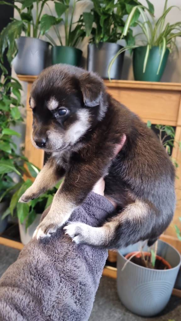 4 little pups Husky and Chocolate labrador 