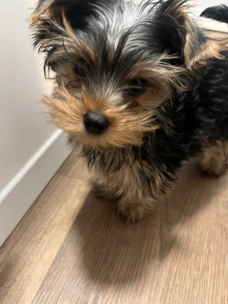 Miniature Yorkshire terrier 4 months old 