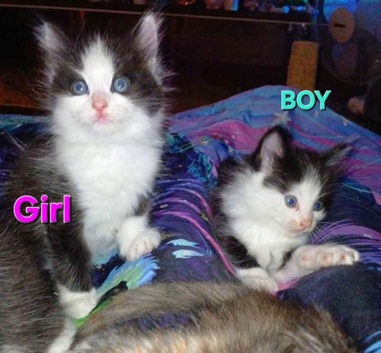 Ragdoll cross kittens 