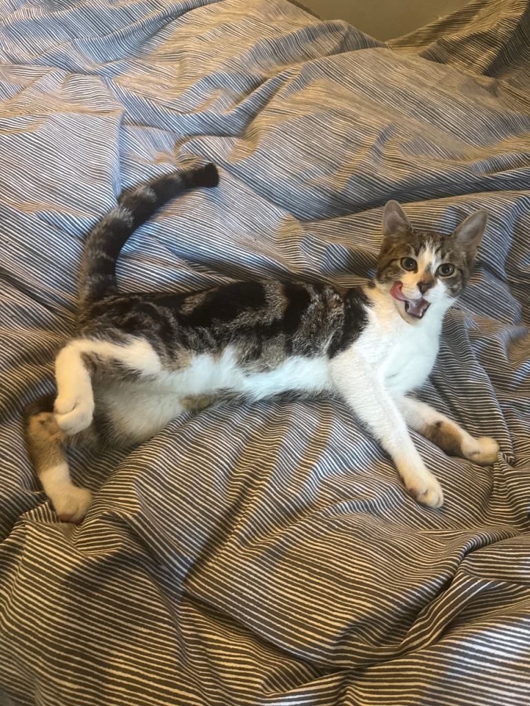 Kitten 6 months 