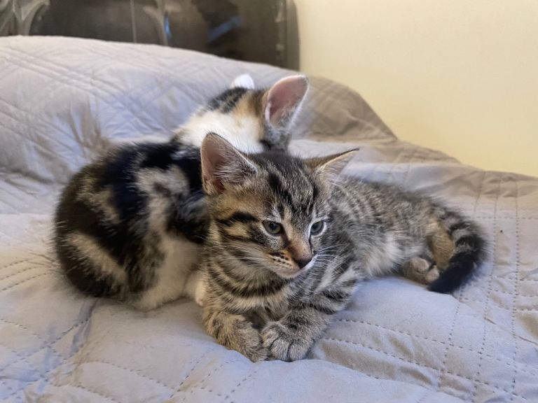  2 BEAUTIFUL BOYS LOOKING FOR THEIR FOREVER HOMES 
