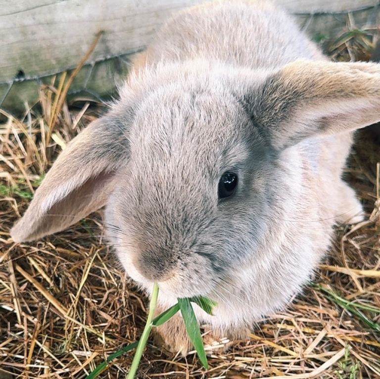 Lop eared rabbits 