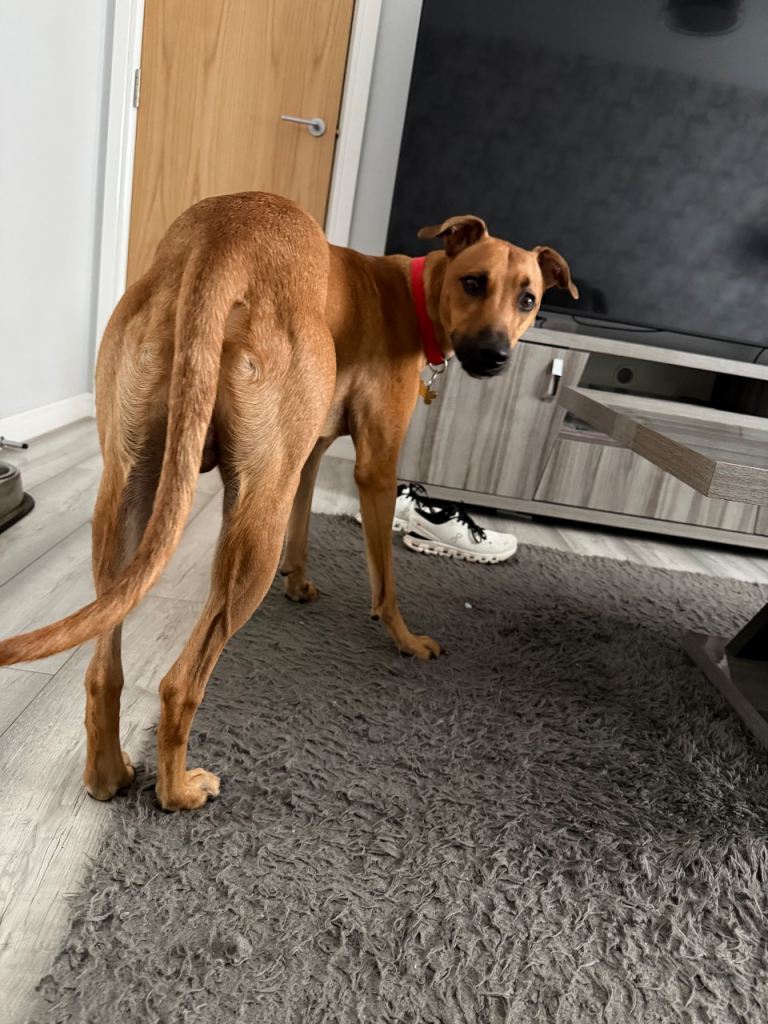 Lurcher 