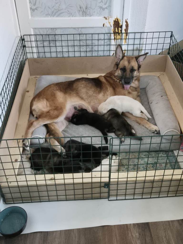 GSD pups for sale