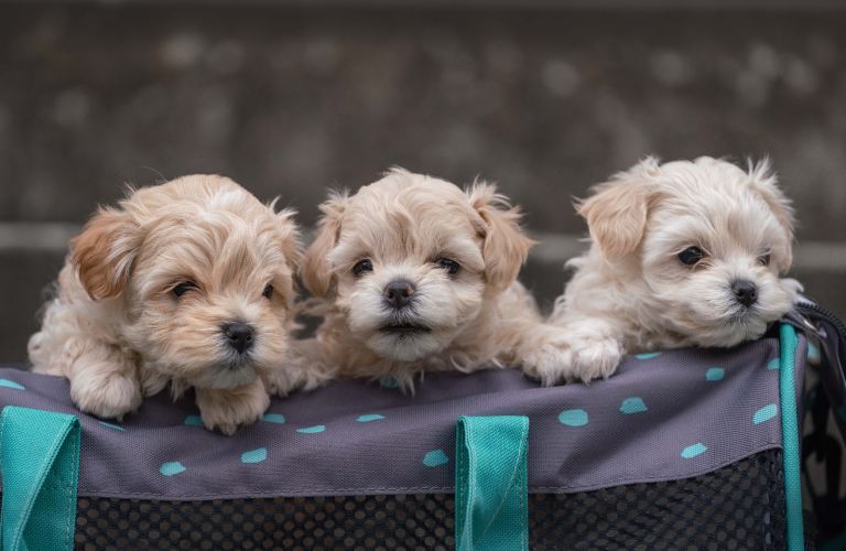 Maltipoo puppies for sale