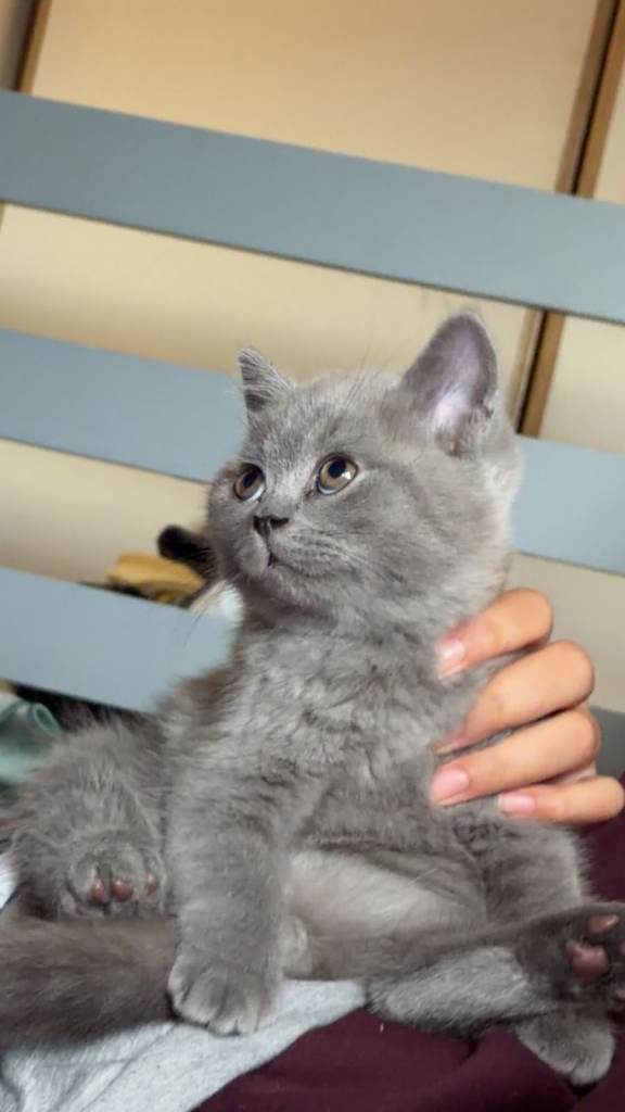 Adorable British Shorthair kitten