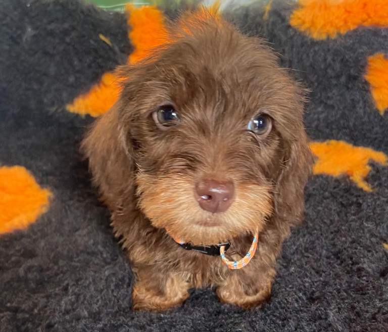 5 dachshunds puppies 