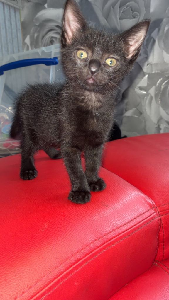 Ragamese cross kittens 