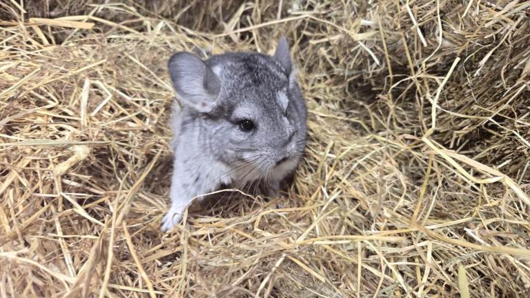 Standard Grey and Medium Ebony male chinchillas are Ready for the New Beloved Home
