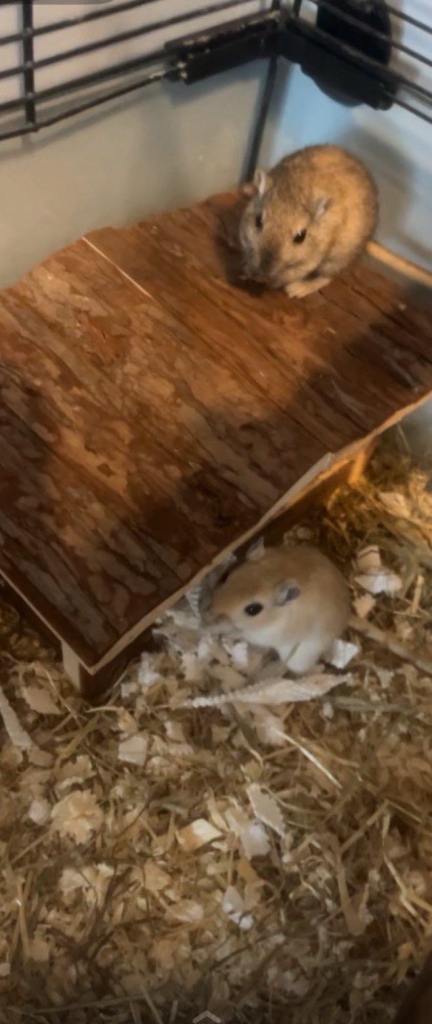 Gerbils and full set up