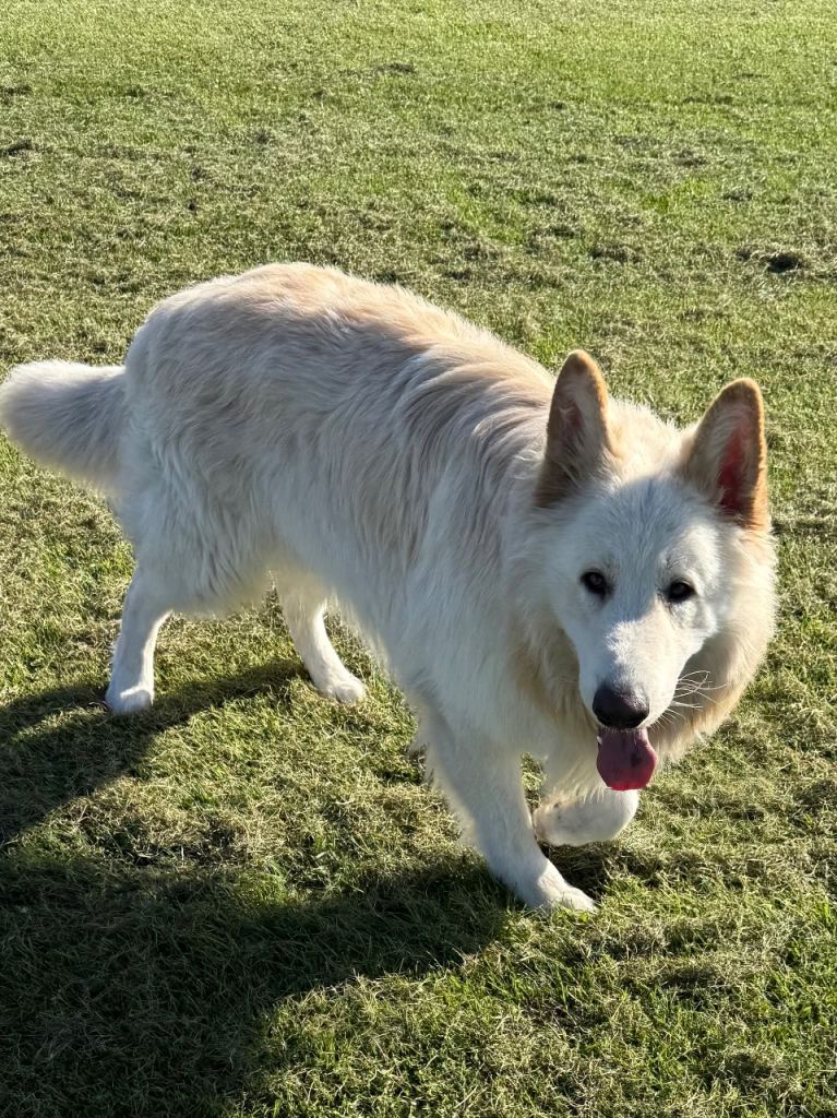 German shepherd 