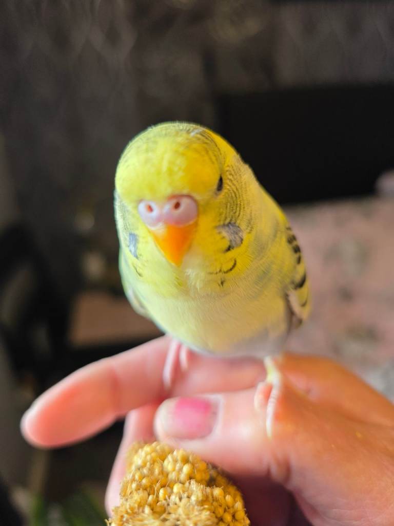 Baby male budgie