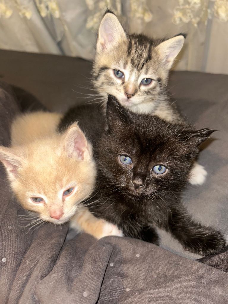 Ragdoll x Shorthair Tortie Kittens 