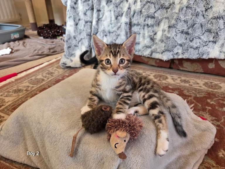 Adorable Half Bengal Kittens for Sale
